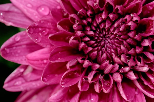 Close up de Dahlia Flor pedal abstrato vista design banner — Fotografia de Stock