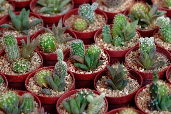 Lote de pequeño Cantus en maceta de jardín para hobby en casa —  Fotos de Stock