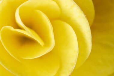 Sarı çiçek pedalının soyut görünüm pankartını kapat