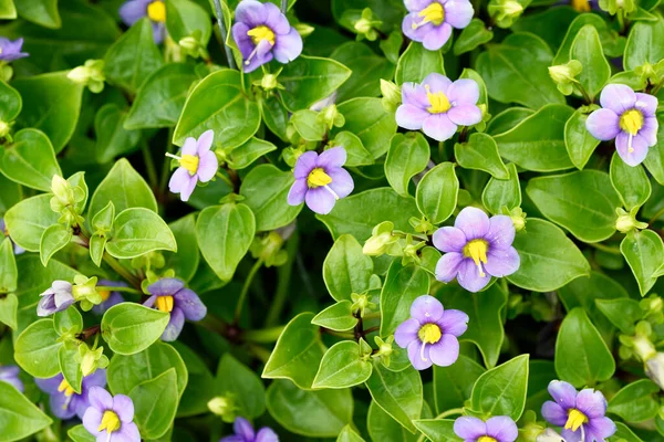 Violeta persa, Exatamente afim pequena flor roxa closeup beleza banner planta hobby — Fotografia de Stock