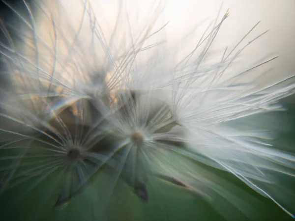 Common dandelion weed grass MARCO DETAIL — Stock Photo, Image