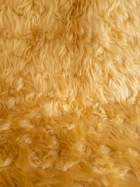 Gouden dierlijke wol textuur achtergrond. Close-up textuur van pluche pluizig bont tapijt voor product achtergrond, 30 hoek uitzicht — Stockfoto