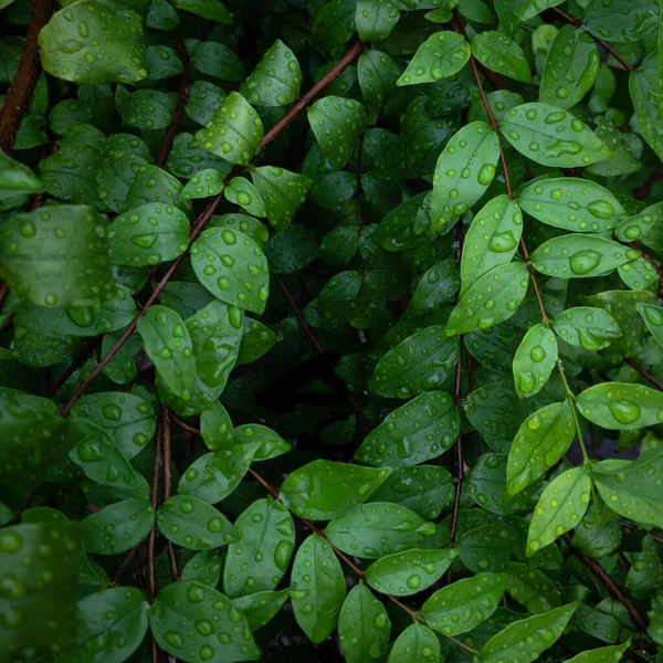 抽象的な緑の濃い葉の質感自然背景熱帯の葉 — ストック写真
