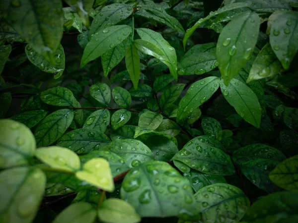 Astratto verde scuro texture foglia, sfondo della natura, foglia tropicale — Foto Stock