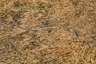 Soyut ot dokusu. Saç dokusu.