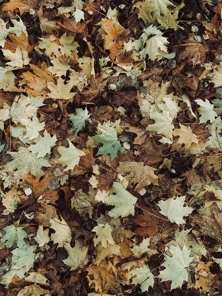 Yellow leaves on ground — Stock Photo, Image