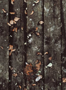 Sarı yapraklar yerde.