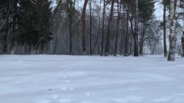 Ormanda kış manzarası