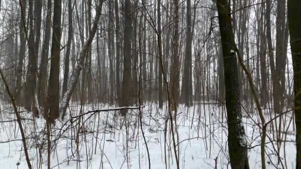 Téli táj az erdőben — Stock videók