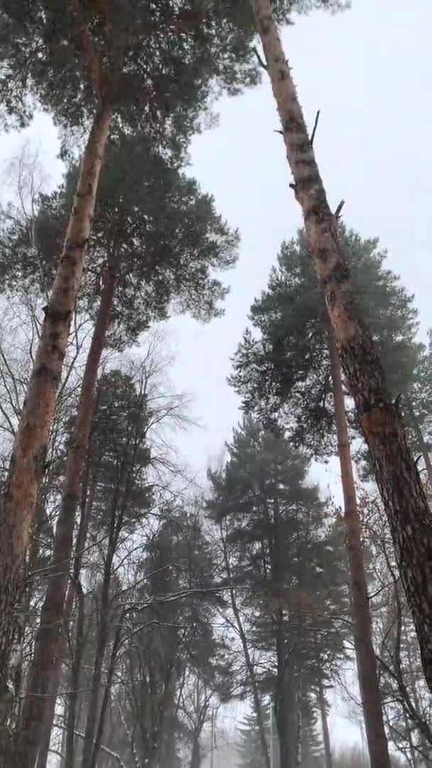 Vinterlandskap i skogen — Stockvideo