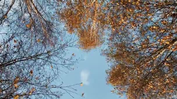 Sonbahar kırsal arazisi — Stok video