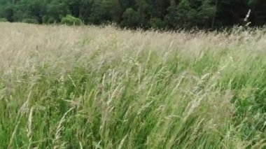 Ormanın ortasında uzun otlu yeşil çayır.