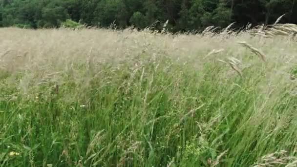 Prado verde com grama alta no meio da floresta. — Vídeo de Stock