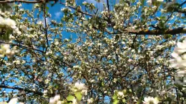 Blooming apple tree on blue sky background — Stock Video