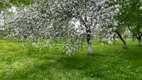 Kvetoucí jabloň strom na modré obloze pozadí — Stock video