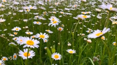 Ormanın ortasında uzun otlu yeşil çayır.