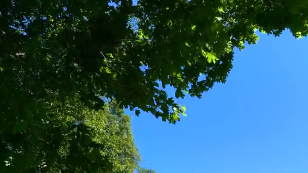바람을 배경으로 푸른 하늘에 있는 나무들 — 비디오