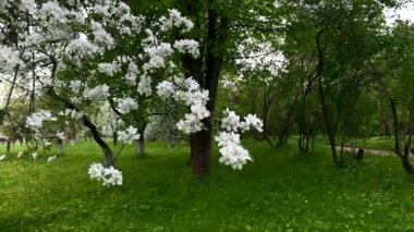 Mavi arkaplanda çiçek açan elma ağacı