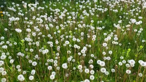 Prato verde con erba alta in mezzo alla foresta. — Video Stock