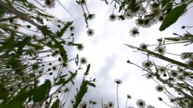 Cennetin büyük doğası