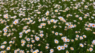 Ormanın ortasında uzun otlu yeşil çayır.