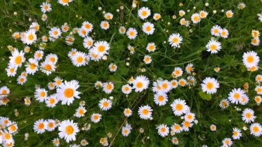 Ormanın ortasında uzun otlu yeşil çayır.