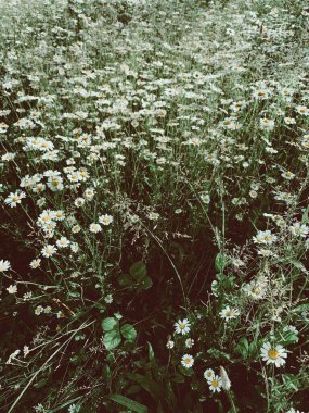 Yaz kırsal arazisi. Açık havada güneşli bir günün bayrağı