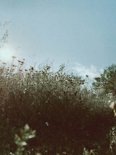 Sommerliche Landschaft. Banner des sonnigen Tages an der frischen Luft — Stockfoto