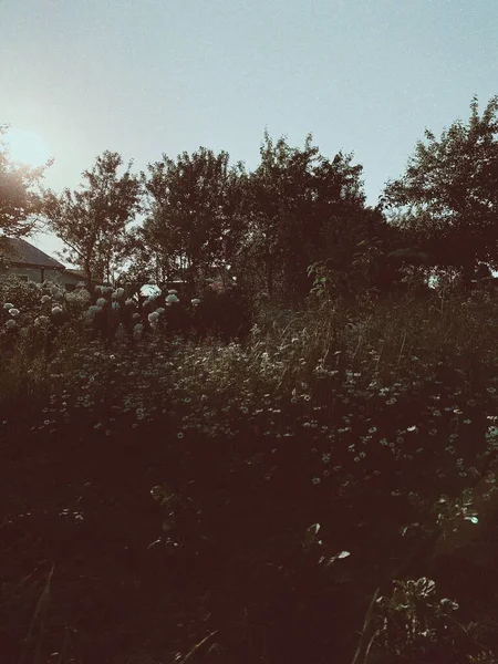 Zomer landschap. Banner van zonnige dag in de frisse lucht — Stockfoto