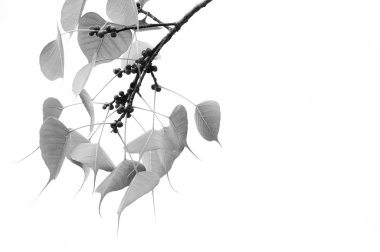 Bo yapraklar ve tek renkli ile tohum