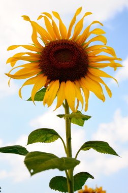 mavi gökyüzü ile ayçiçeği