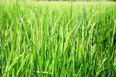 taze yeşil pirinç alan