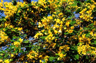 Tay ot Senna spectabilis