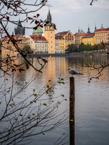 Der Wasserturm Der Altstadt Vom Inselpark Shooters Prag Aus Gesehen — Stockfoto