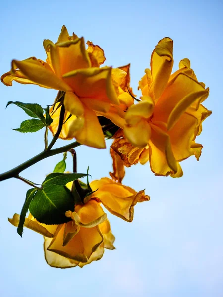 Yellow roses agains the blue sky
