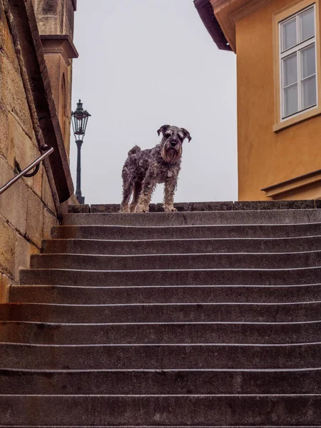 Dog posing on the stairs to Charles Bridge from Kampa Island