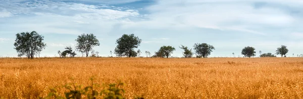 Campo di avena selvatica con alberi — Foto Stock