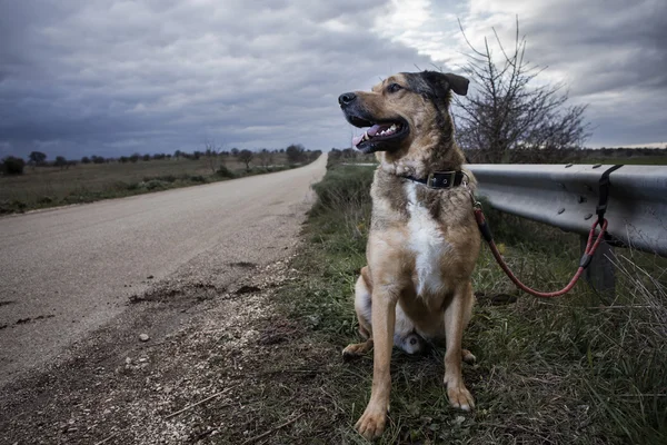 Cão abandonado — Fotografia de Stock