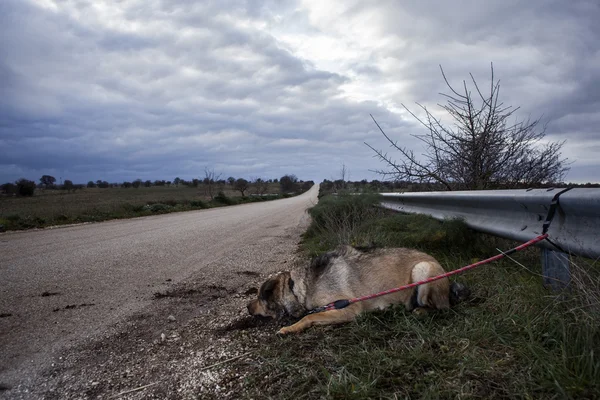 Terk edilmiş bir köpek — Stok fotoğraf