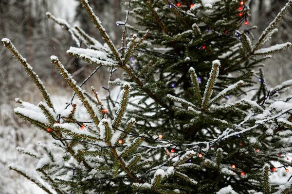 Рождественские Огни Висят Дереве Финляндия 2021 — стоковое фото