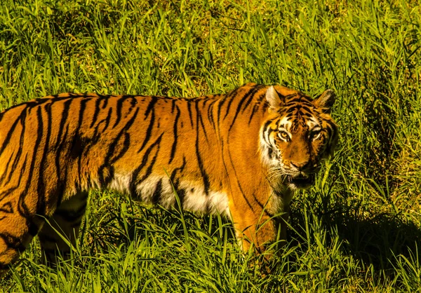 Tigre rampant du Bengale — Photo