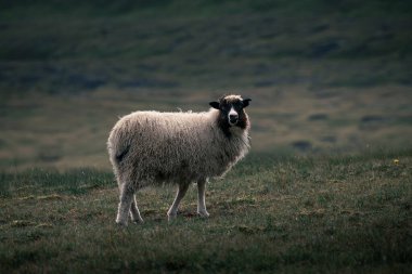 Faroe Adaları 'ndaki çimlerde siyah başlı beyaz koyun, kasvetli ışık