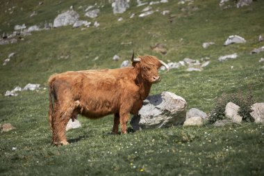 Faroe Adaları 'nın güneşteki otlağındaki Faroe sığırları