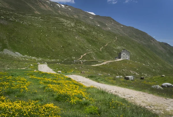 Berglandschap in de Alpen met bloemen op Pforzheimer Hut, Oostenrijk — Stockfoto