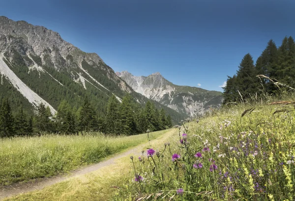 Montanhas nos Alpes com flores no vale Val d 'Uina — Fotografia de Stock