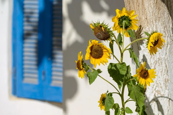 Sunflowers on the street — Stock Photo, Image