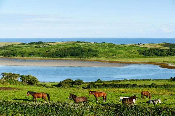 Красивый пейзаж с лошадьми в графстве Слайго, Ирландия — стоковое фото