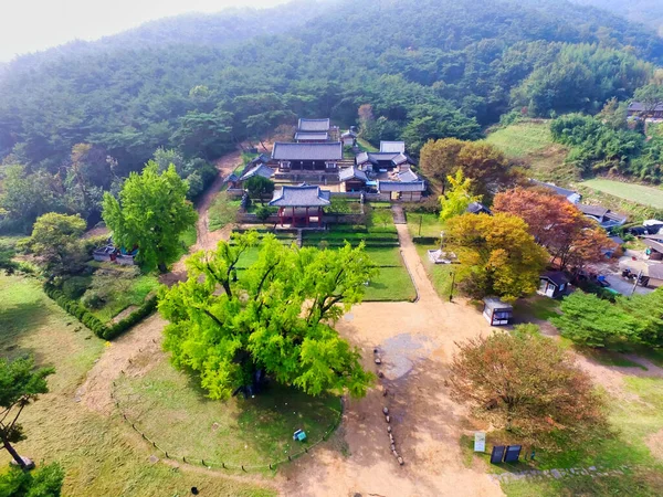 Gran Árbol Ginkgo Verde Escuela Confuciana Dodong Seowon Daegu Gyeongsangbukdo —  Fotos de Stock