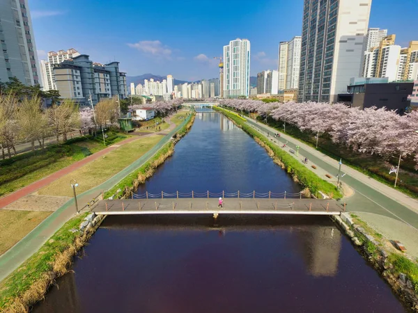 Vista Aérea Primavera Oncheoncheon Citizens Park Busan Coreia Sul Ásia — Fotografia de Stock