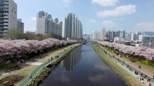 Luftaufnahme Des Spring Oncheoncheon Citizens Park Busan Südkorea Asien — Stockvideo